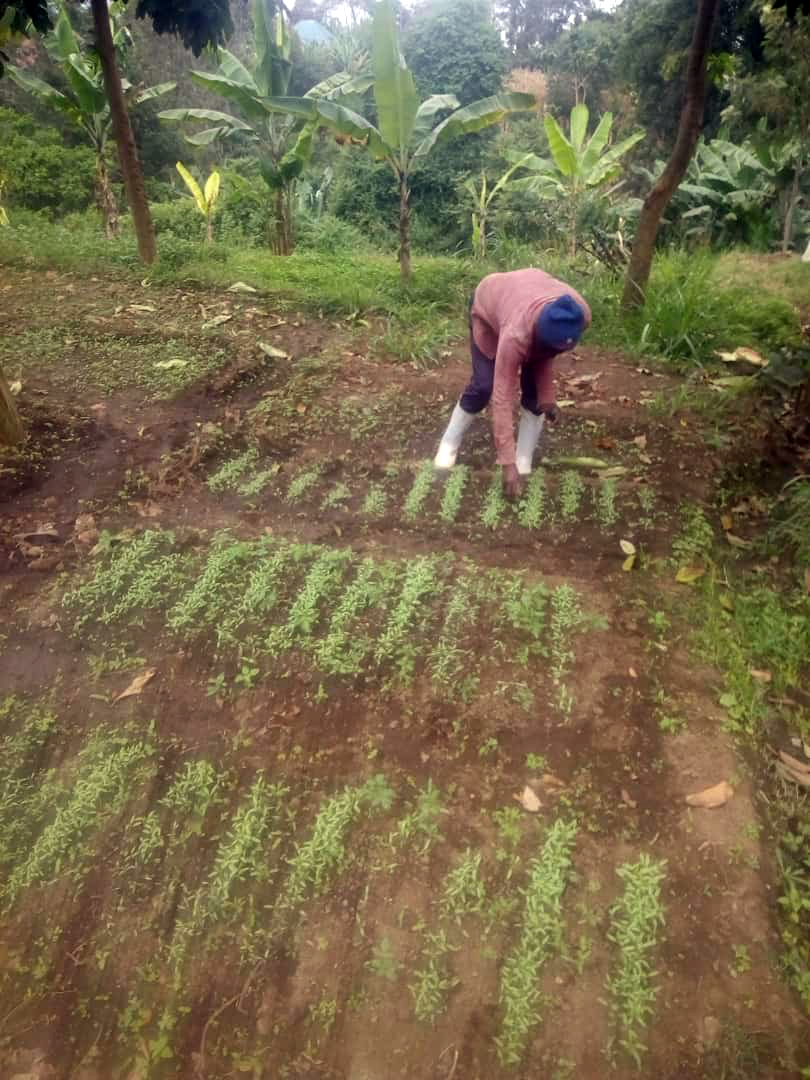 picture of the garden being planted